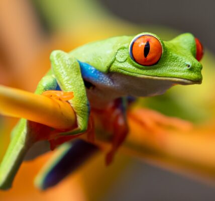 selective photography of red-eyed tree frog